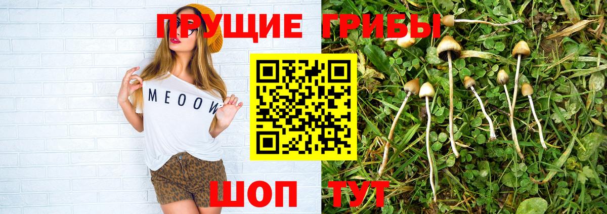 Псилоцибиновые грибы Psilocybine cubensis Карабулак